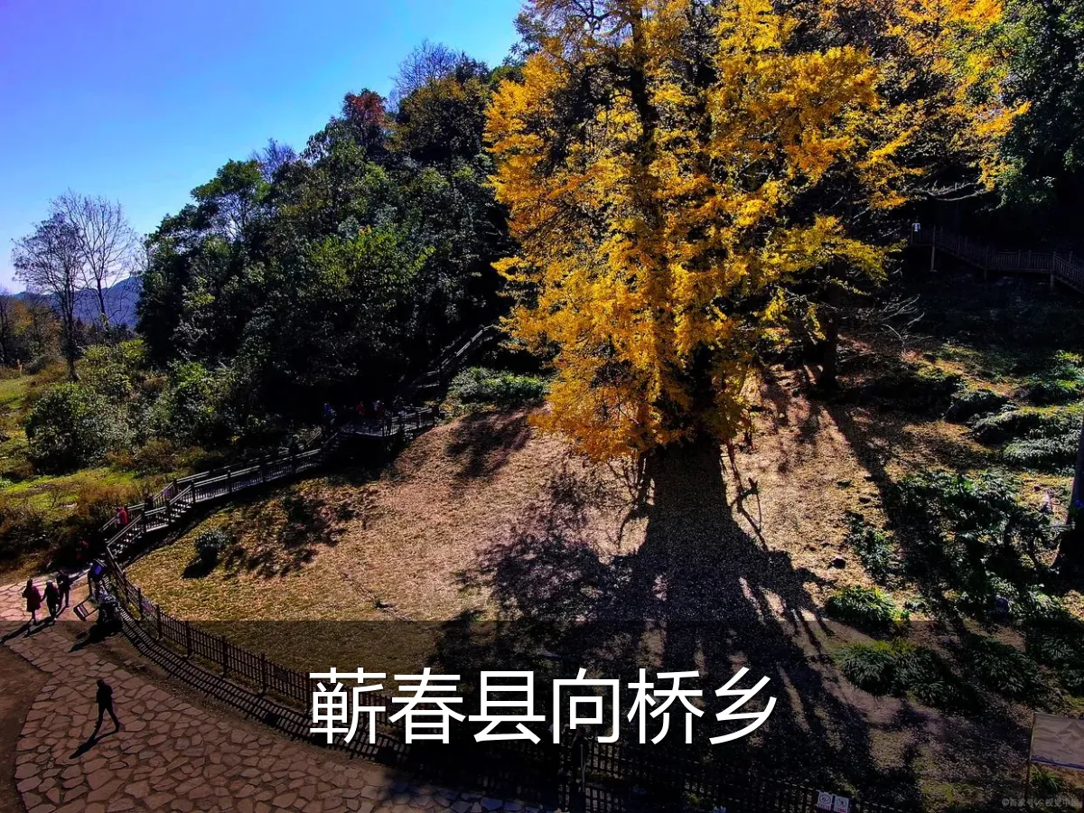 蕲春县向桥乡